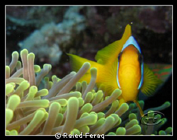 Nemo, by Raied Feraq 